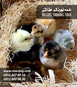 جوجه یکروزه جهادی